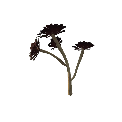 Flower_Aeonium Black Rose 3 1